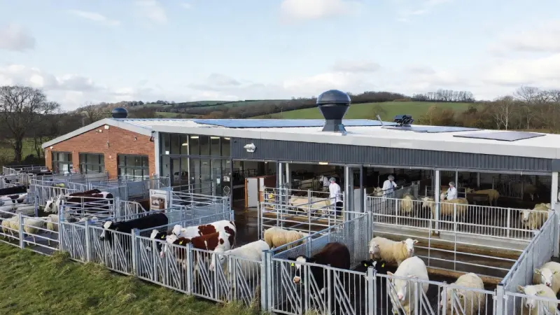 UK Abattoirs Guide: Regulations, Key Players & Industry Insights