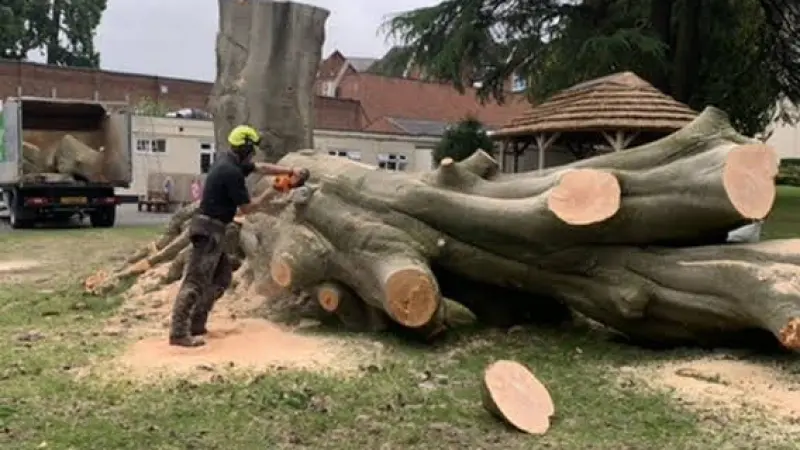 SEO for London Tree Surgeons -Local Lead Generation
