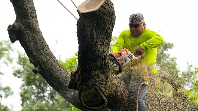Website Development for London Tree Surgeons