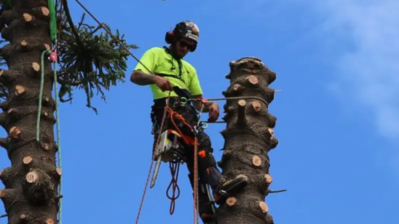 Content Marketing for London Tree Surgeons