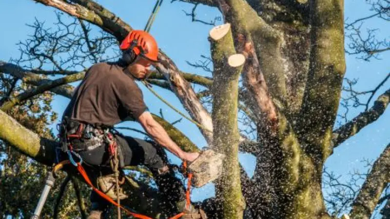 Press Release for London Tree Surgeons