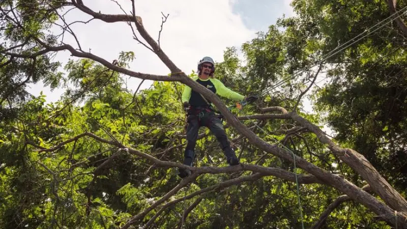 Most Popular Tree Surgeon in London