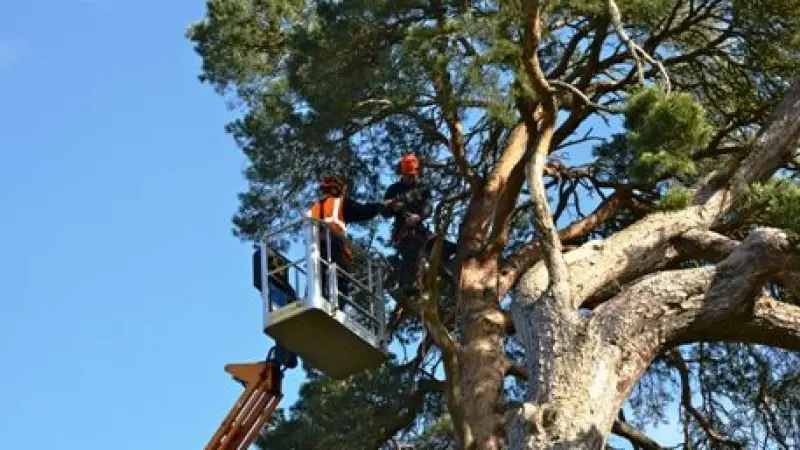 Top Rated & Reliable Tree Surgeon in London