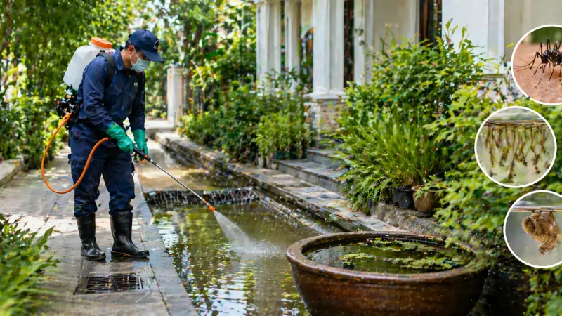How to Use Water Pest Control Services to Prevent Dengue