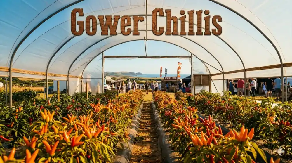 Gower Chillis Festival 2026
