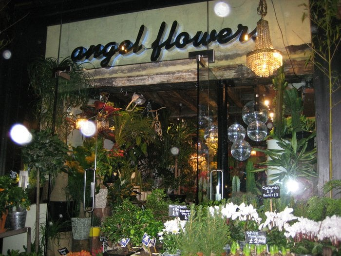 Angel Flowers and Plants