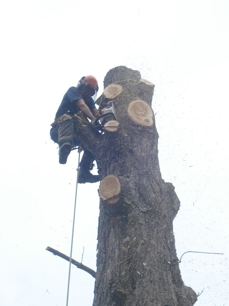 Taylor and Rhodes Tree Services