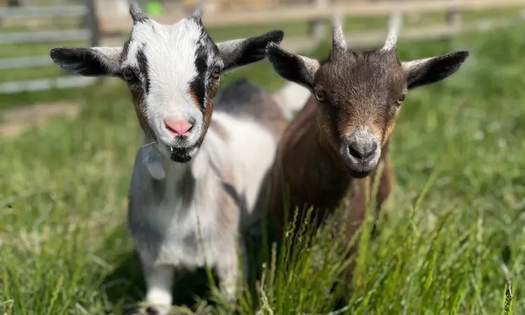 The Bucks Goat Centre