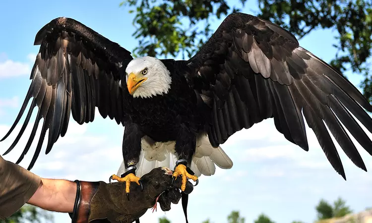 Eagle Heights Wildlife Foundation