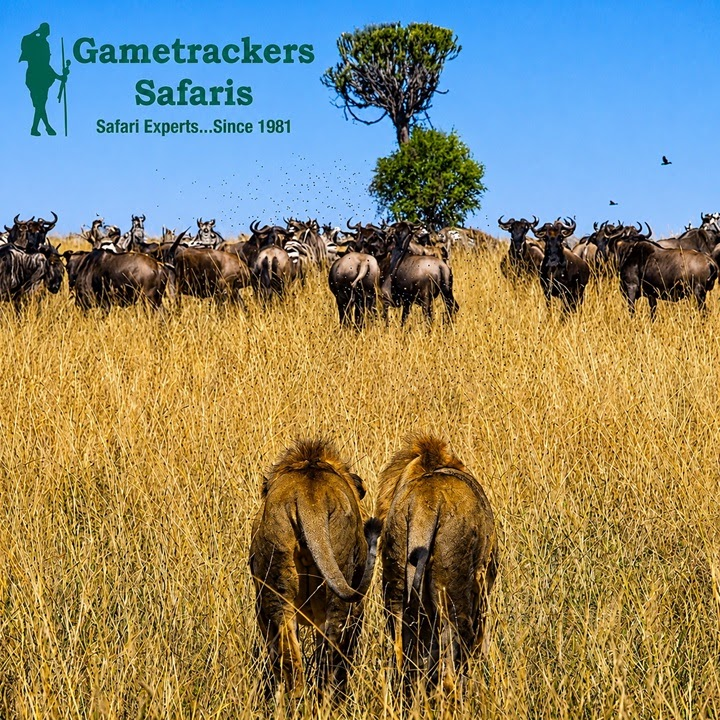 Gametrackers Safaris