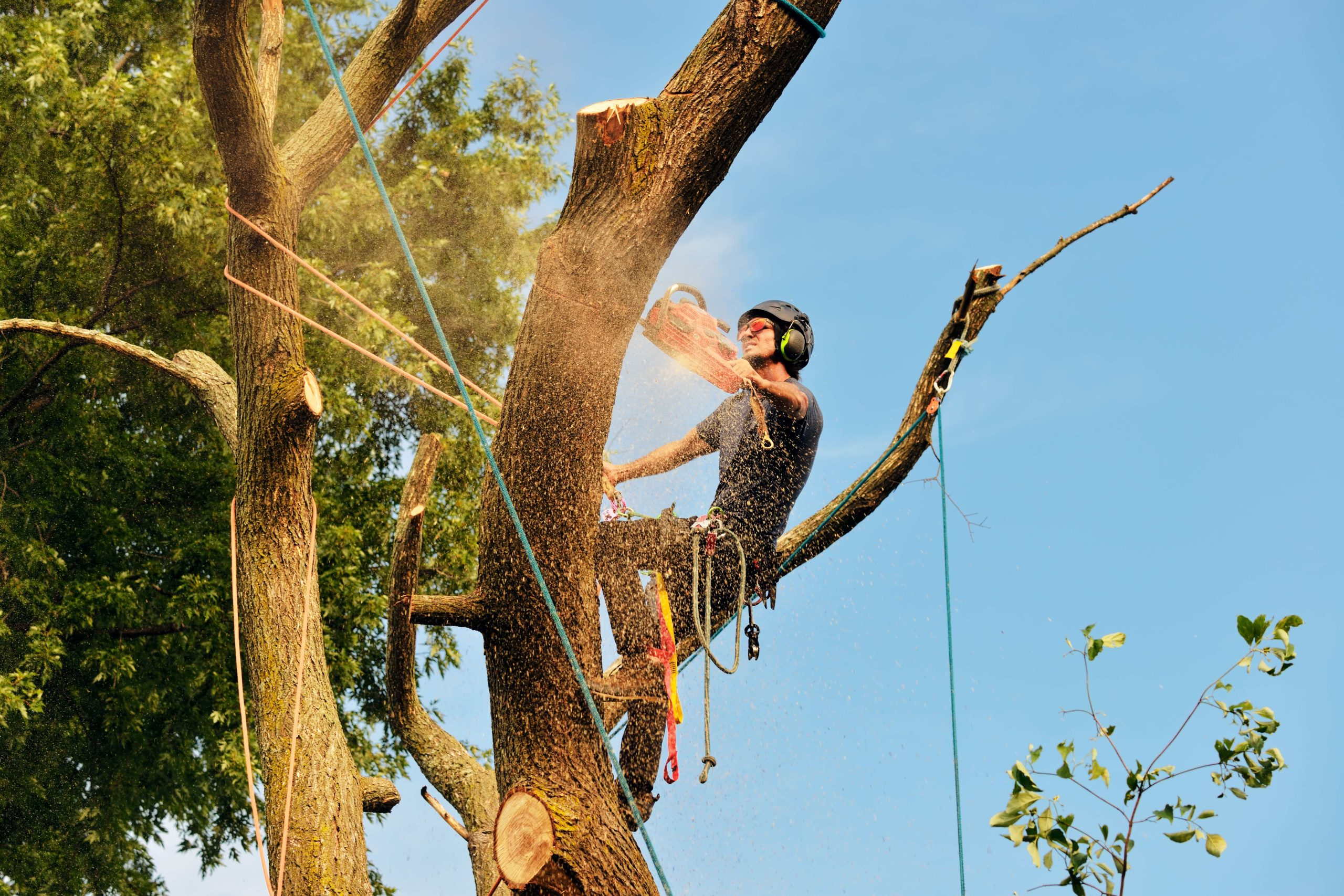 Nottingham Tree Surgeons